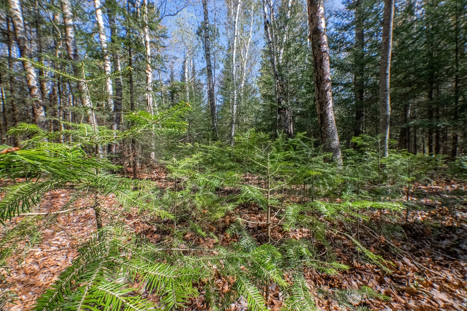 Off Marquard Road Eagle River, WI 54521 - Photo 9 of 20 Gallery Image 9
