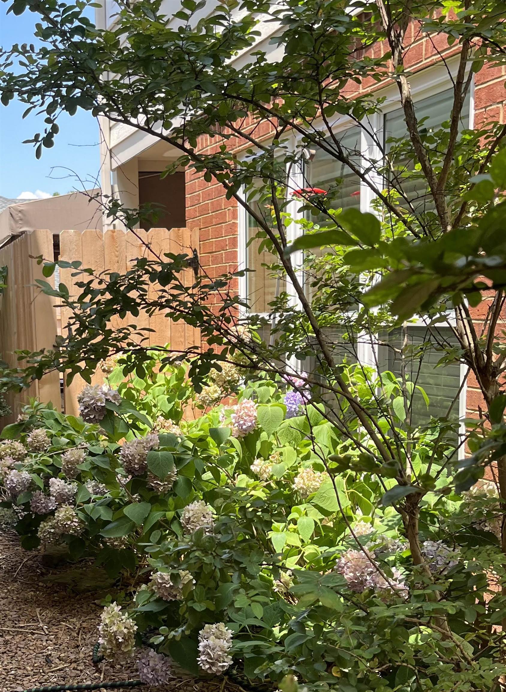 4530 Park Ridge Parkway Collierville, TN 38017 - Photo 24 of 27 a close up of a tree in a garden