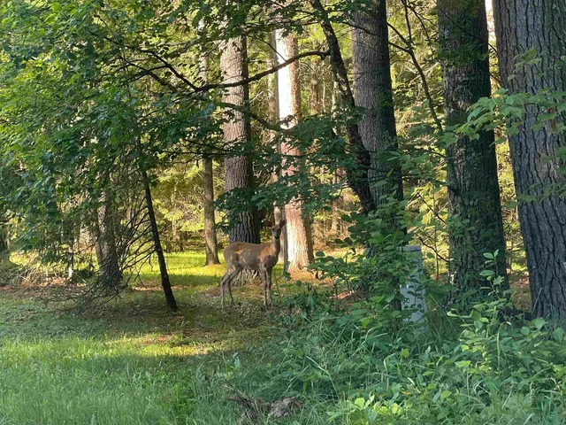 $110,000 | N18799 Old County A Road, Dunbar, WI 54119