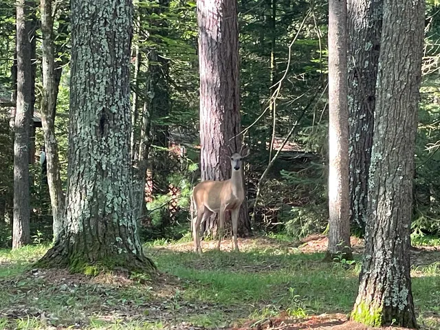 $110,000 | N18799 Old County A Road, Dunbar, WI 54119