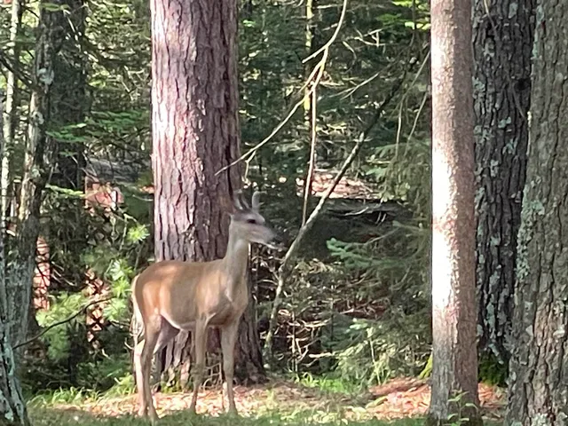 $110,000 | N18799 Old County A Road, Dunbar, WI 54119