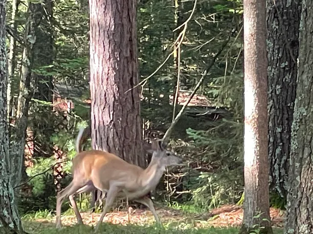 $110,000 | N18799 Old County A Road, Dunbar, WI 54119