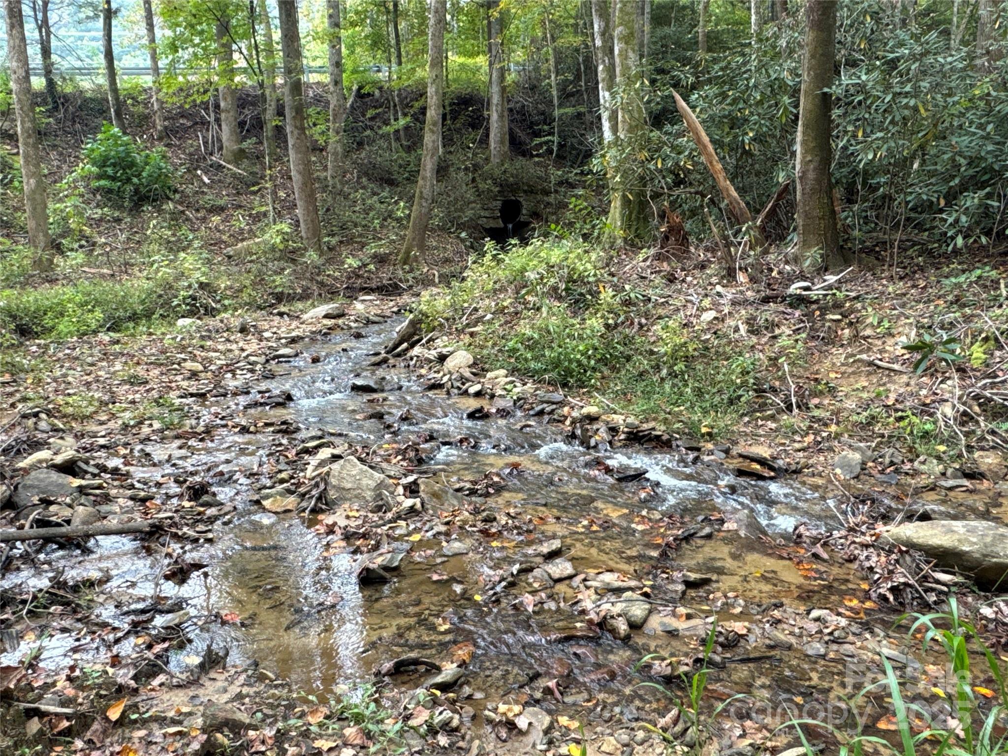 a view of a forest with lots of trees