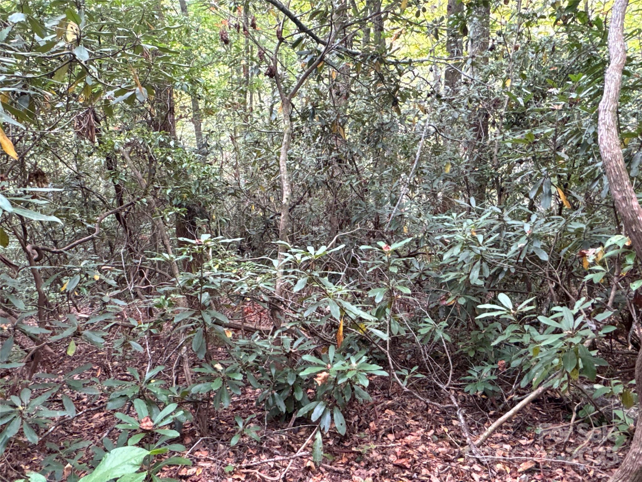 0 Mt Hebron Road Black Mountain, NC 28711 - Photo 13 of 16 a view of a large tree