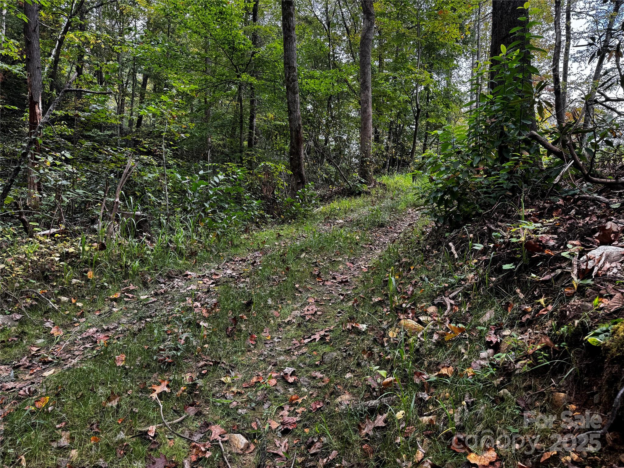 0 Mt Hebron Road Black Mountain, NC 28711 - Photo 2 of 16 a view of a lush green forest