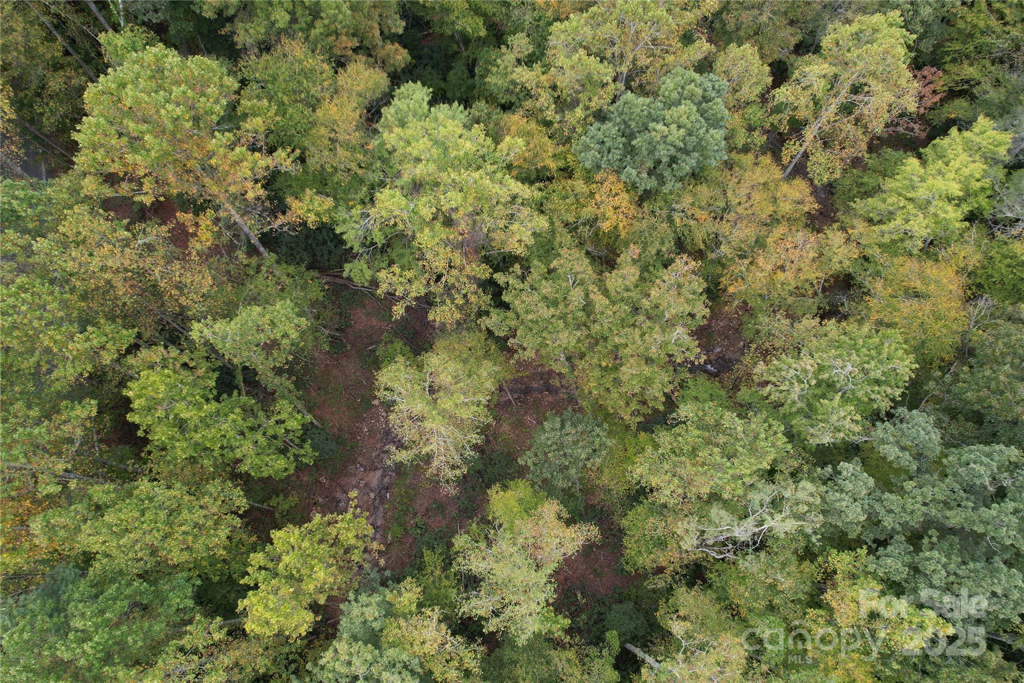 0 Mt Hebron Road Black Mountain, NC 28711 - Photo 3 of 16 a view of a forest with a tree