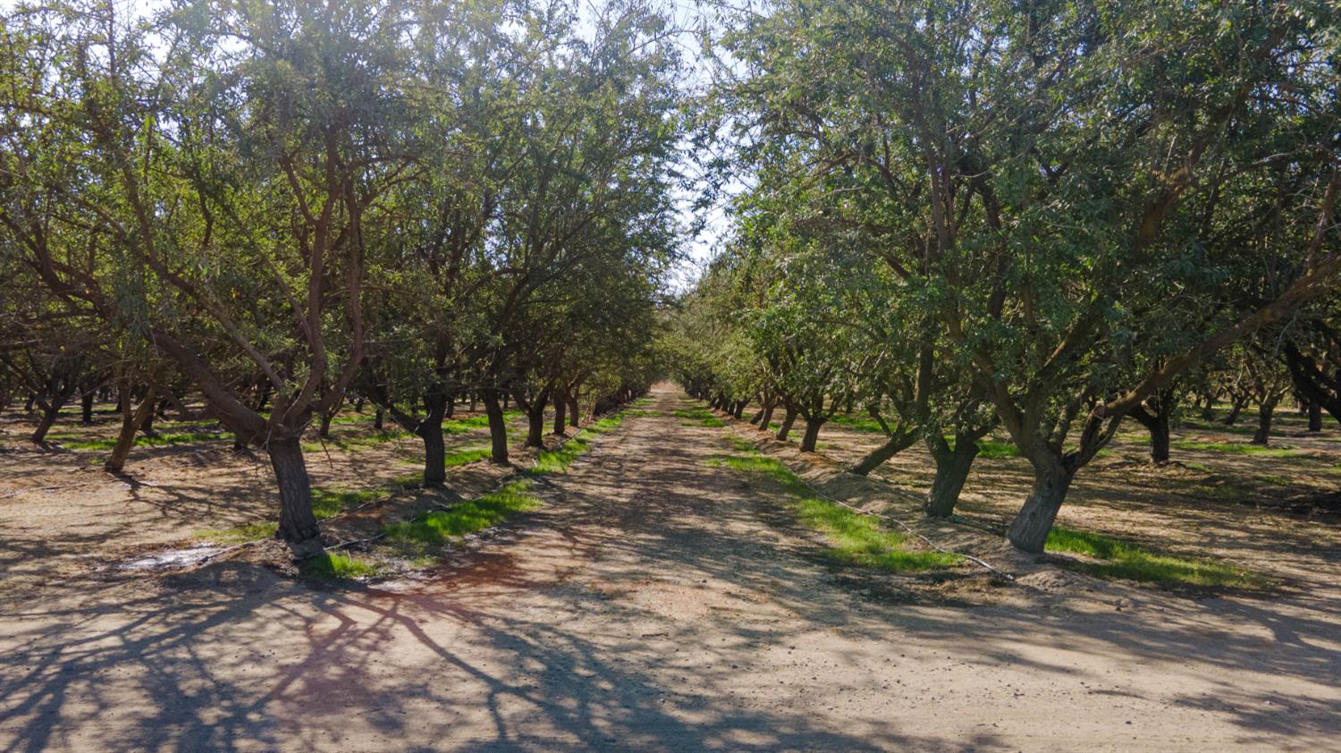 13699 Buchanan Hollow Road Le Grand, CA 95333 - Photo 3 of 5 a view of a forest with trees