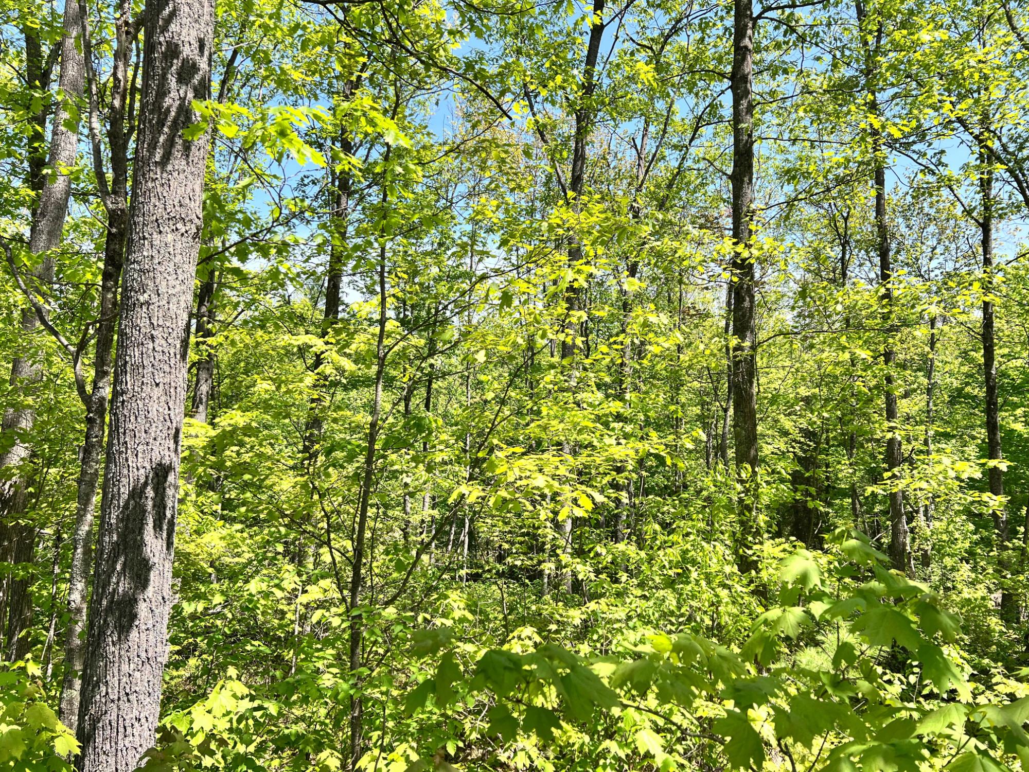 Lot 5 Timbercrest Way Conover, WI 54519 - Photo 10 of 14 Gallery Image 10