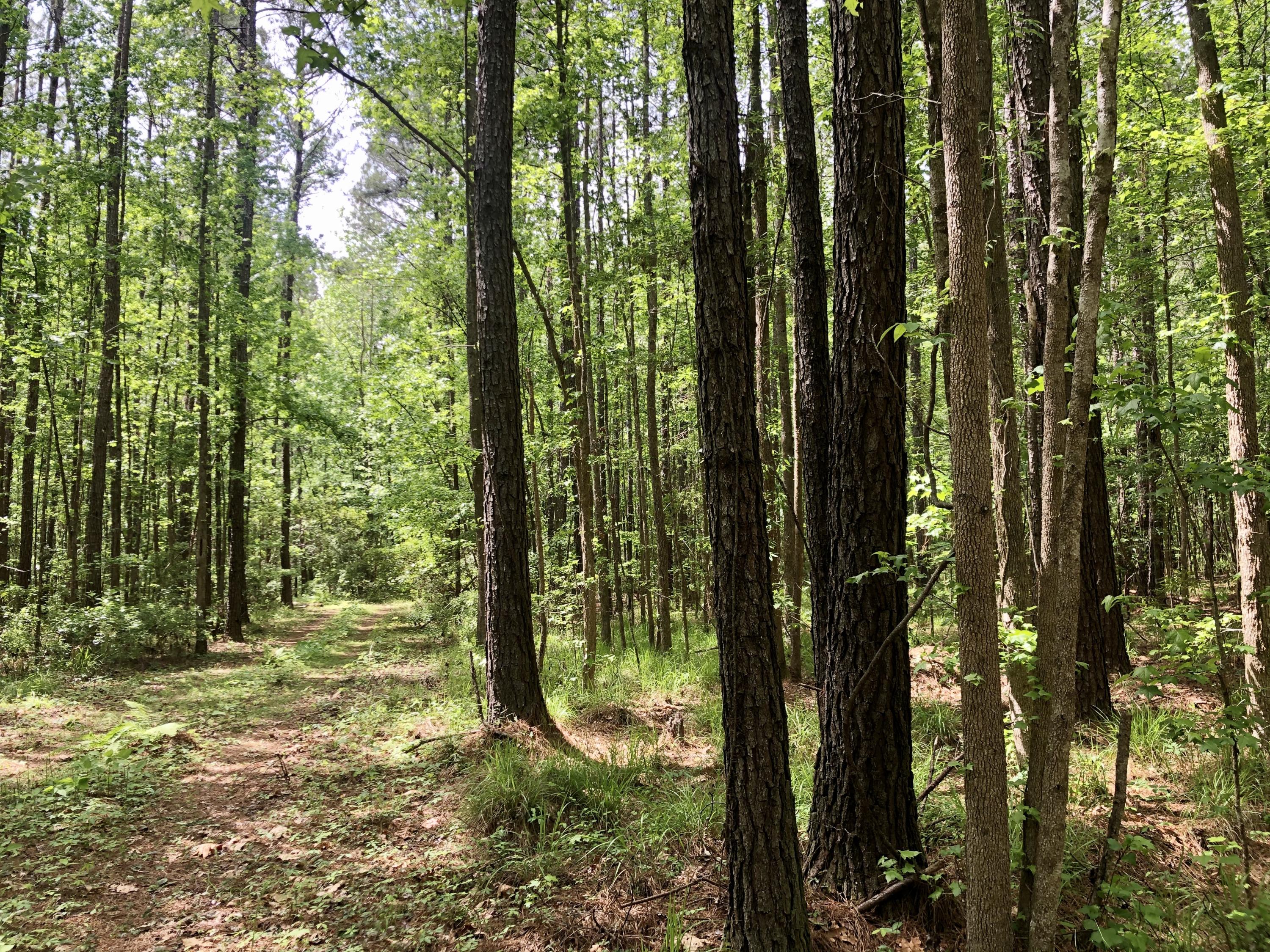5 Carter Road Ridgeville, SC 29472 - Photo 2 of 11 IMG_5458