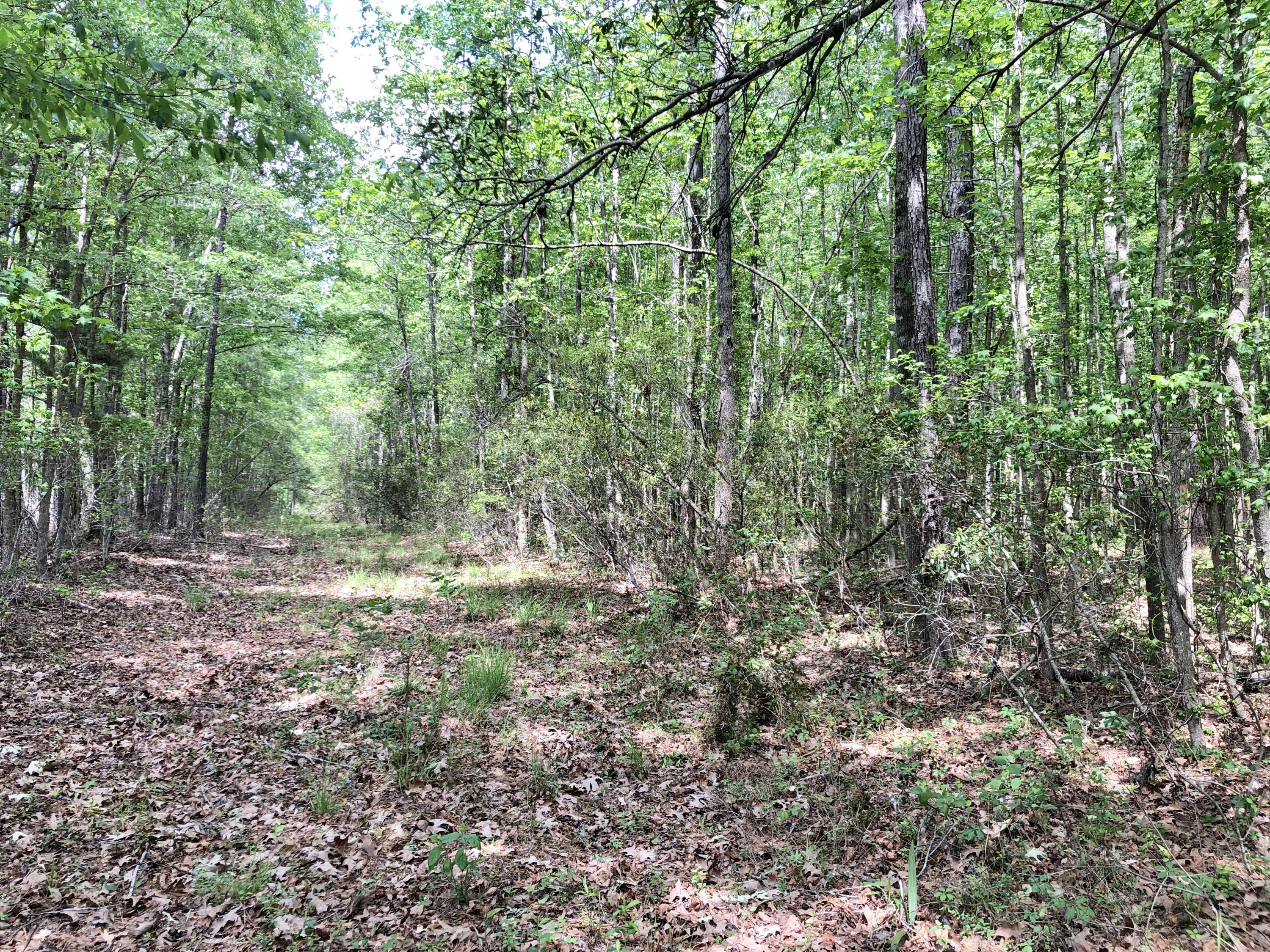 5 Carter Road Ridgeville, SC 29472 - Photo 6 of 11 IMG_5468