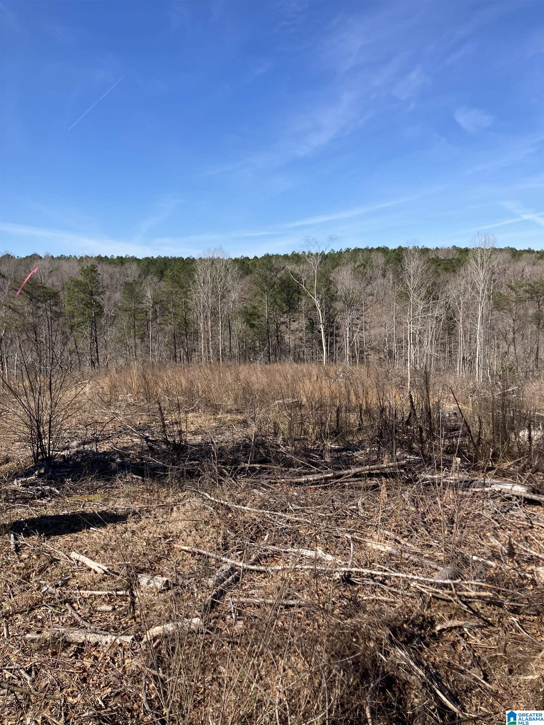 0 Reed Road Cordova, AL 35550 - Photo 2 of 8