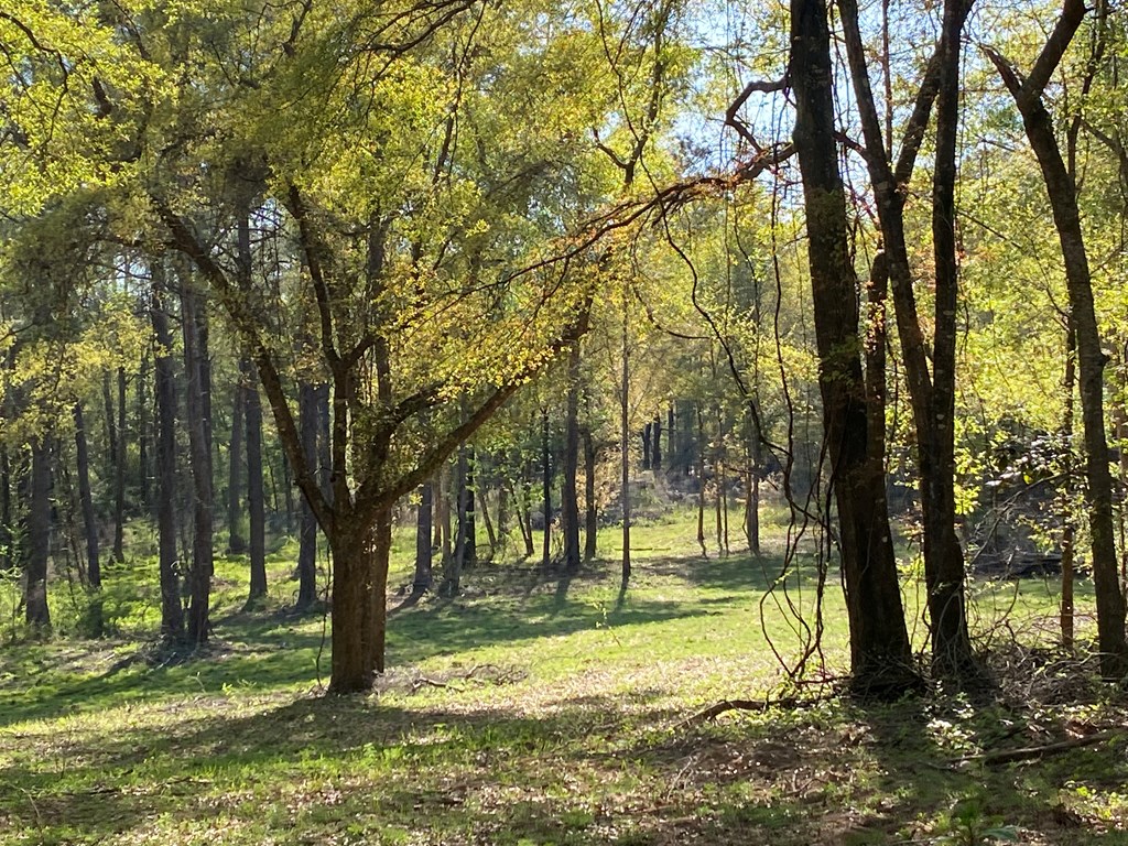 0 Co Road Abbeville, AL 36310 - Photo 28 of 53
