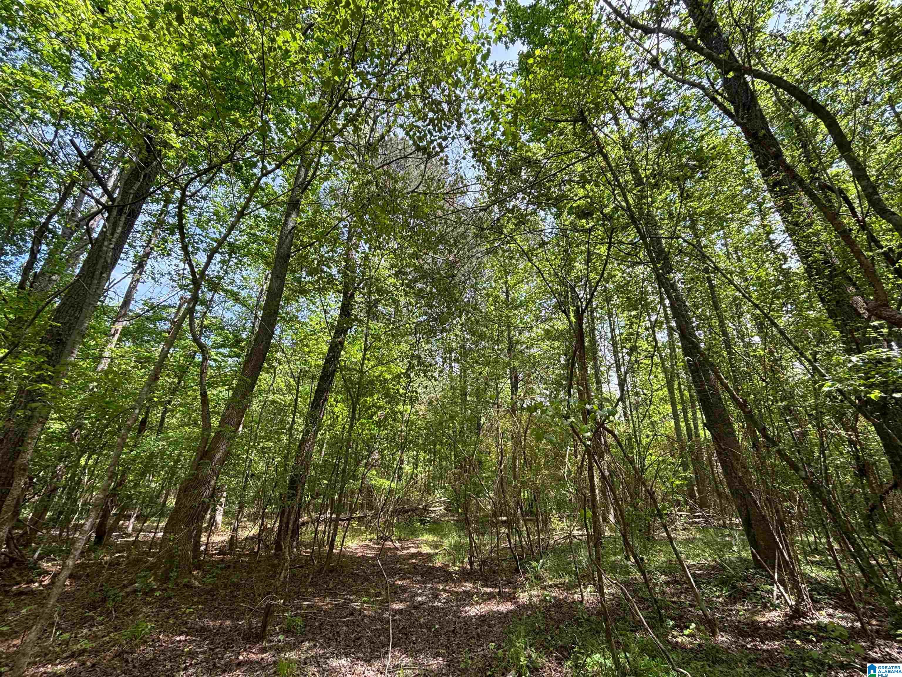 498 Blackwood Road, Unit 14 9 ACRES Parrish, AL 35580 - Photo 10 of 50