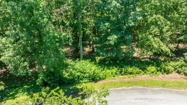 a view of a yard with plants and large trees