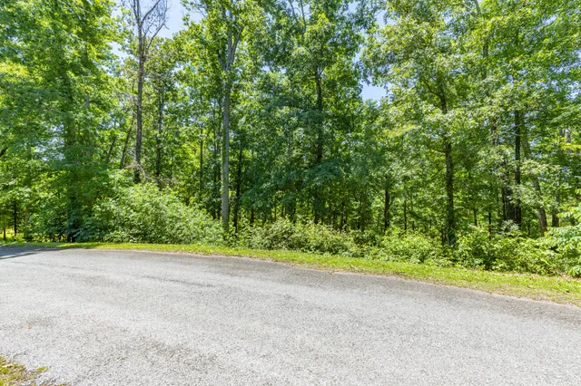 a view of a field with plants and trees