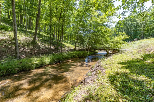 a view of a yard with plants and large trees