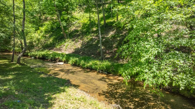 a view of a yard with plants and large trees
