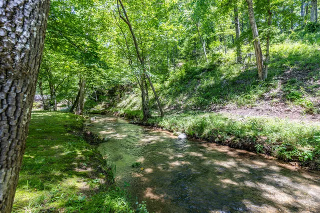 a view of a yard with plants and large trees