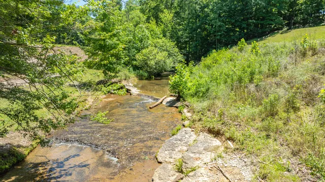 a view of a yard with plants and large trees