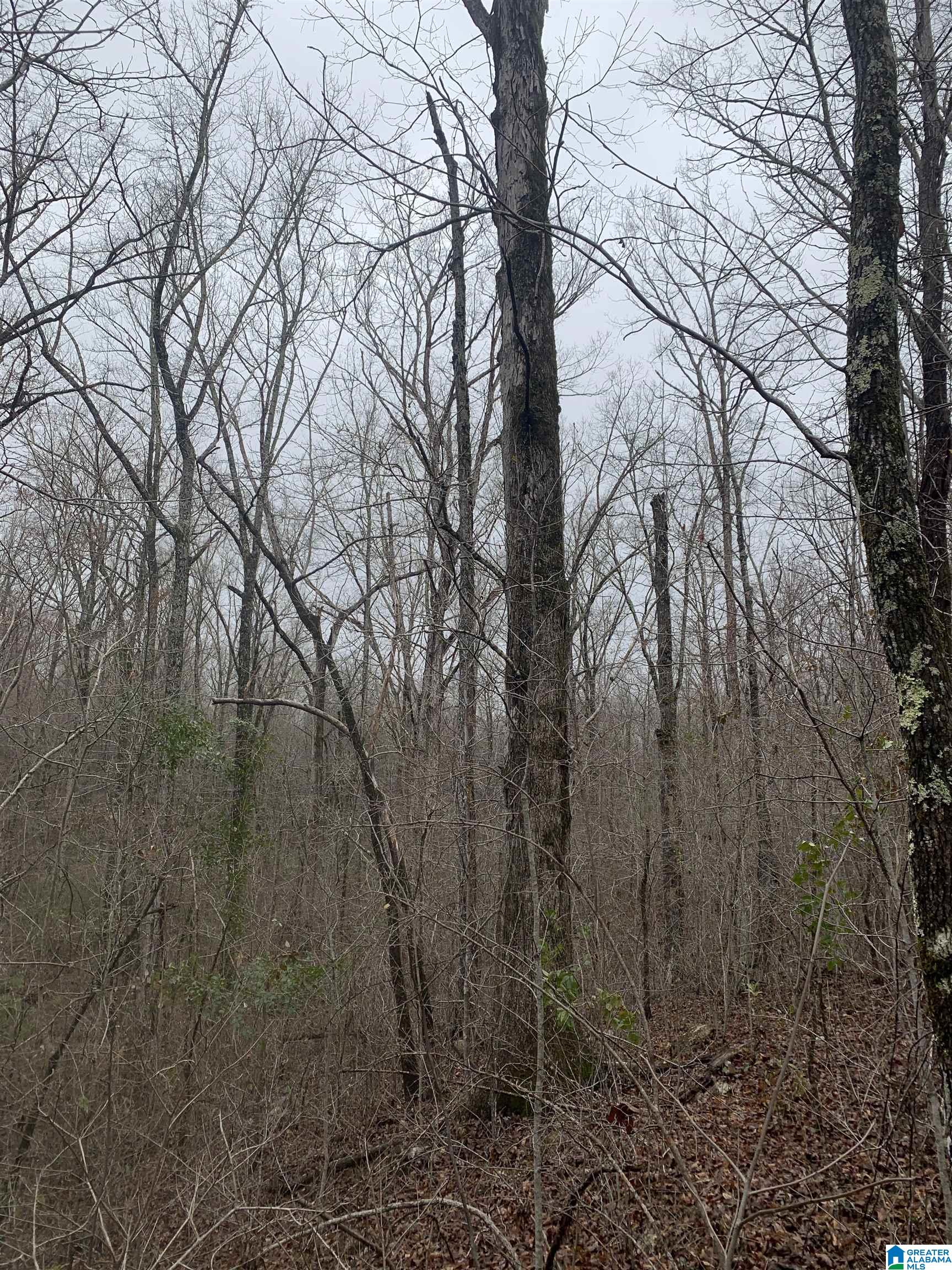 Shady Glen Road, Unit 50 91 Anniston, AL 36201 - Photo 11 of 15
