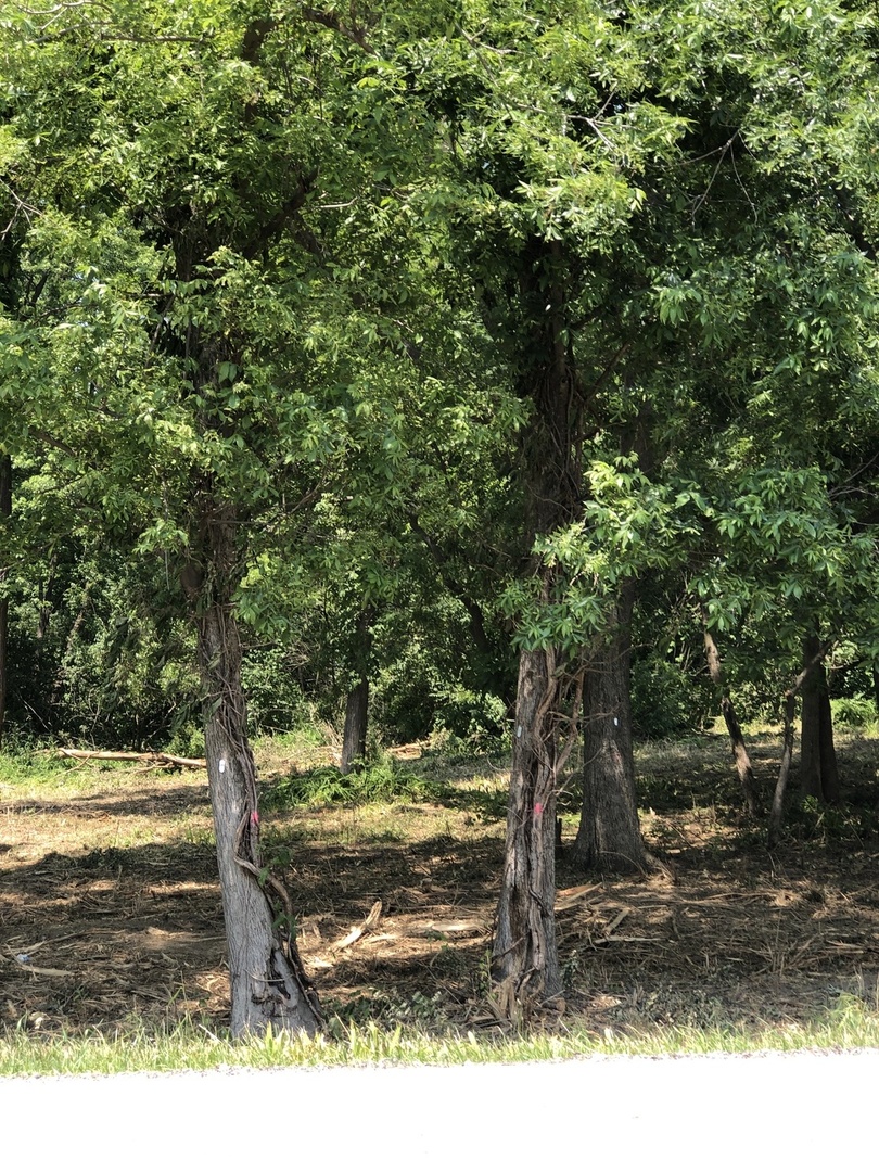 12940 West Hadley Road Homer Glen, IL 60491 - Photo 3 of 6