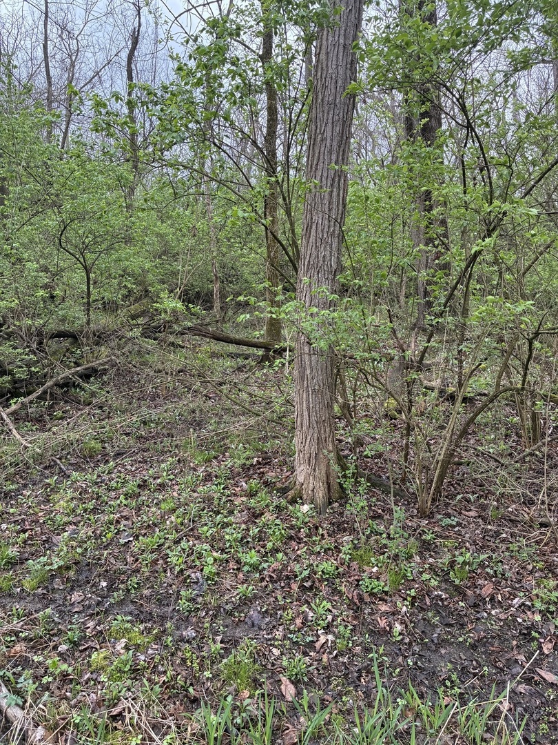 12940 West Hadley Road Homer Glen, IL 60491 - Photo 8 of 9