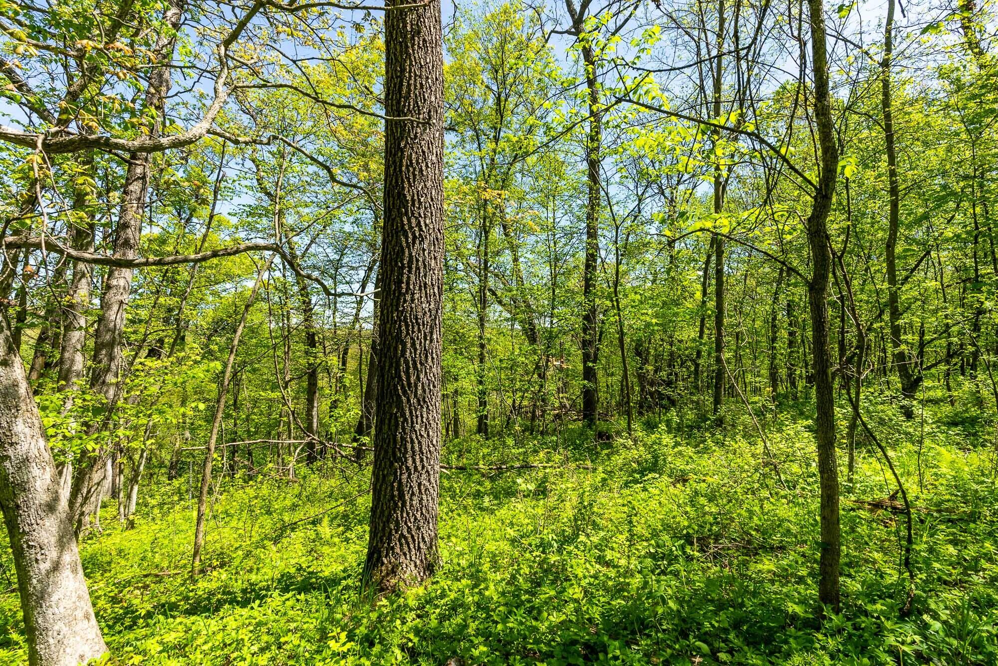 15999 Biba Road Muscoda, WI 53573 - Photo 96 of 103 Grant-County-WI-160-Acres-Land-For-Sale-