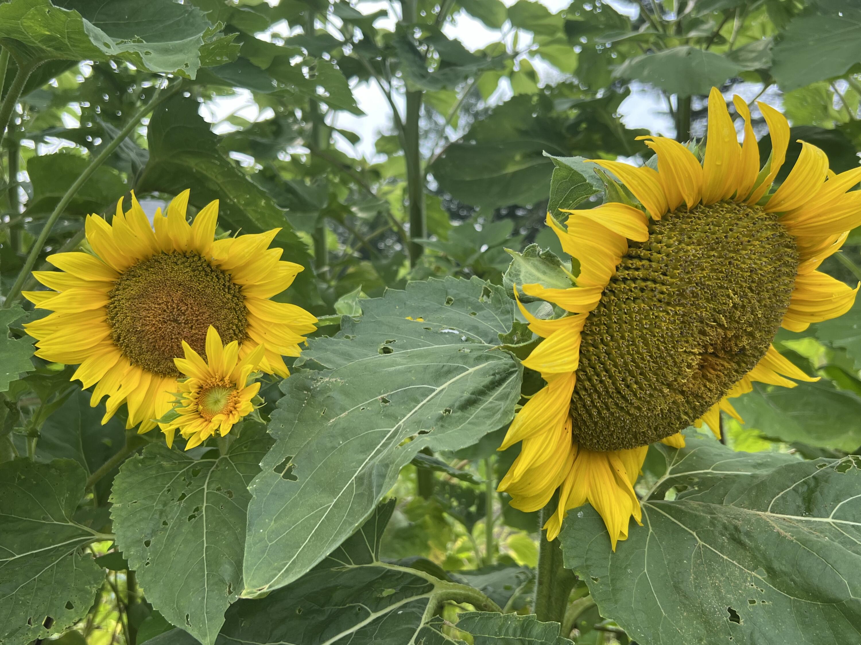 1465 Waterville Road Belfast, ME 04915 - Photo 28 of 31 Sunflowers