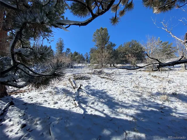 a view of a dry yard with trees