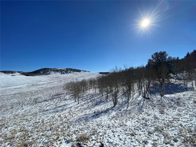 a view of a dry yard with trees in the background