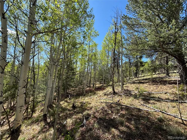 a view of a forest with trees