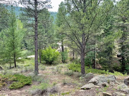 a view of a forest with trees