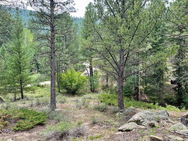 a view of a forest with trees