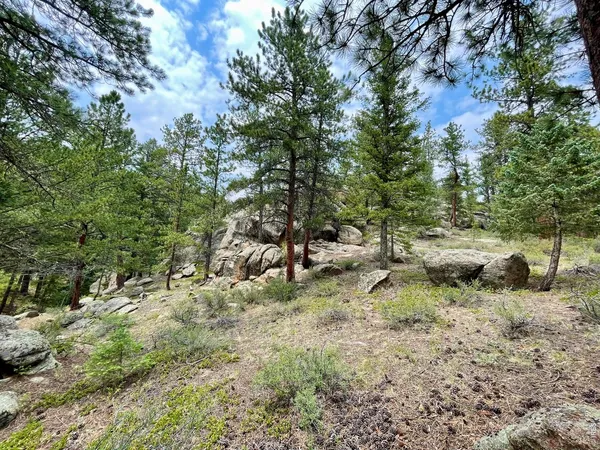 a view of a forest with lots of trees