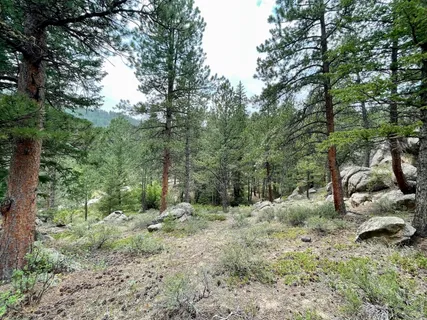 a view of a forest filled with trees