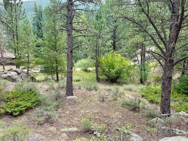 a view of a forest with trees