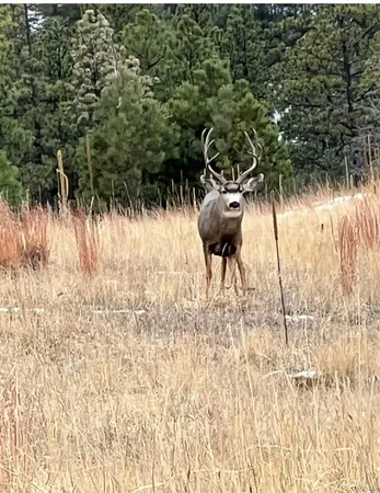 $110,000 | Escondido Road, Weston, CO 81091