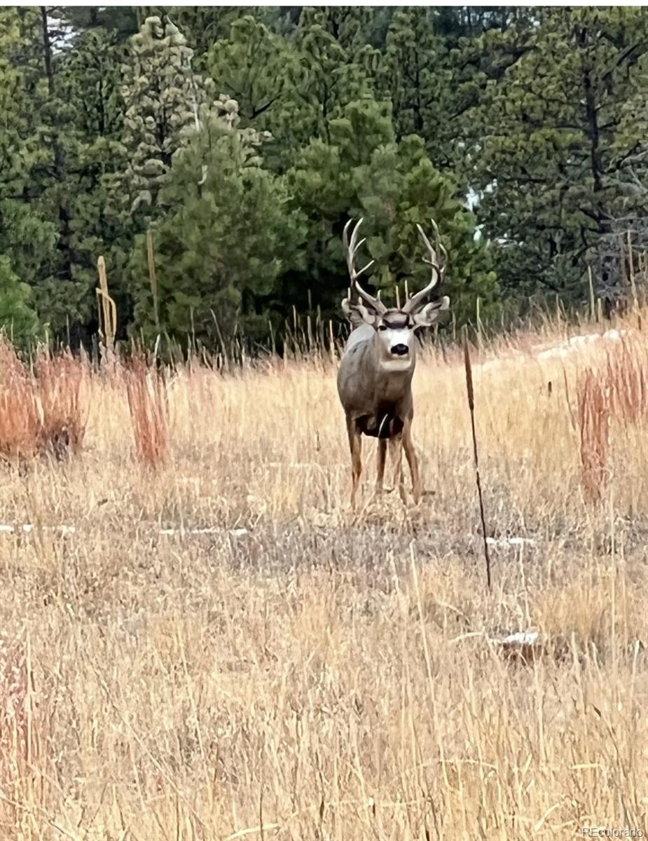 Escondido Road Weston, CO 81091 - Photo 7 of 7