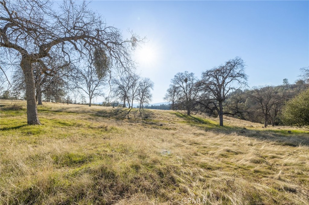 5153 Allred Road Mariposa, CA 95338 - Photo 26 of 41 a view of a yard with a tree