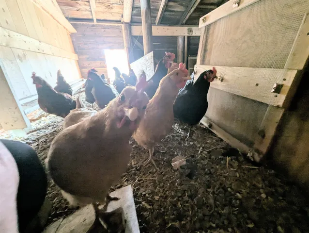 $434,950 | 691 Old Stone House Road, Brownington, VT 05860