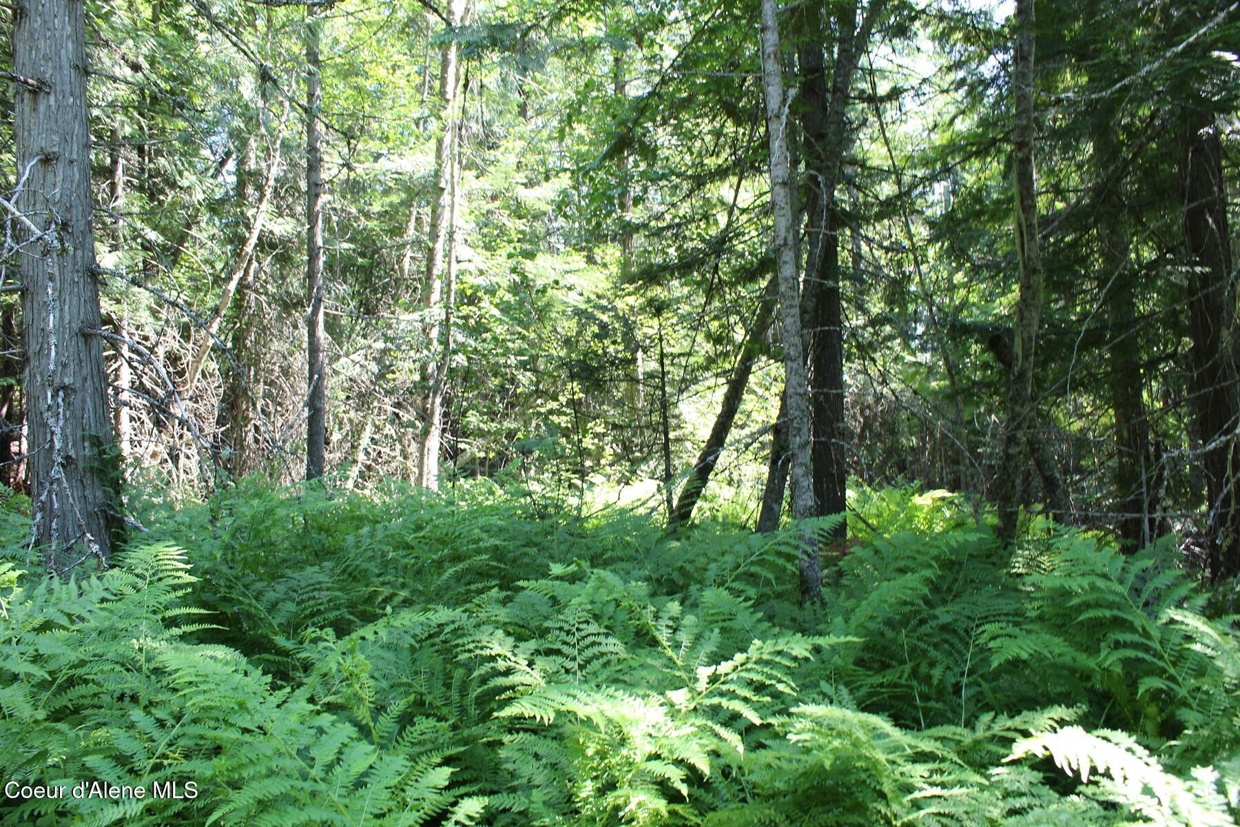 788 Gold Cup Mountain Road Laclede, ID 83841 - Photo 40 of 64 Lush Western Forest