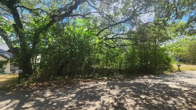a view of a forest with trees