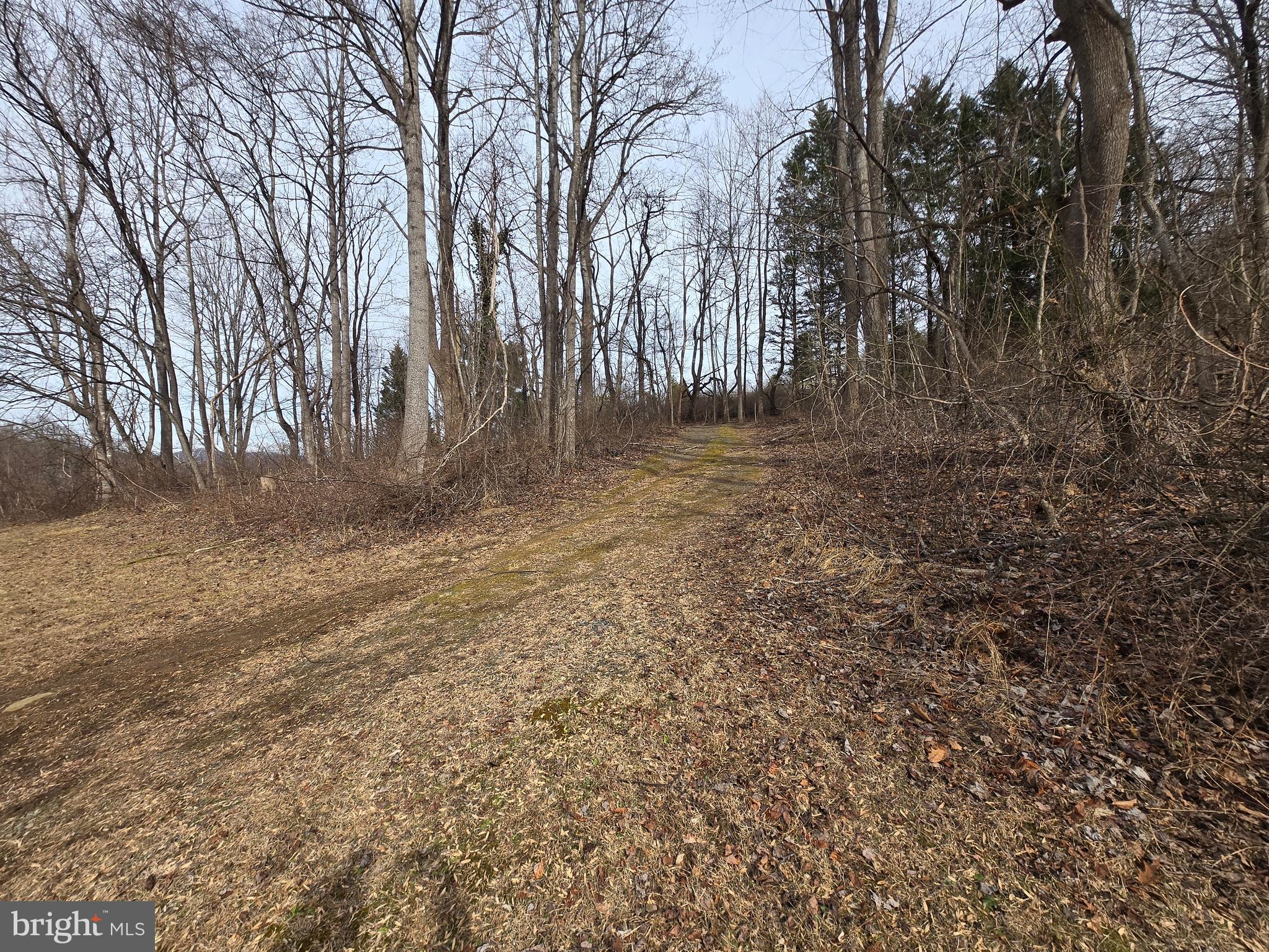 2996 Etlan Road Etlan, VA 22719 - Photo 22 of 24 a view of backyard with large trees