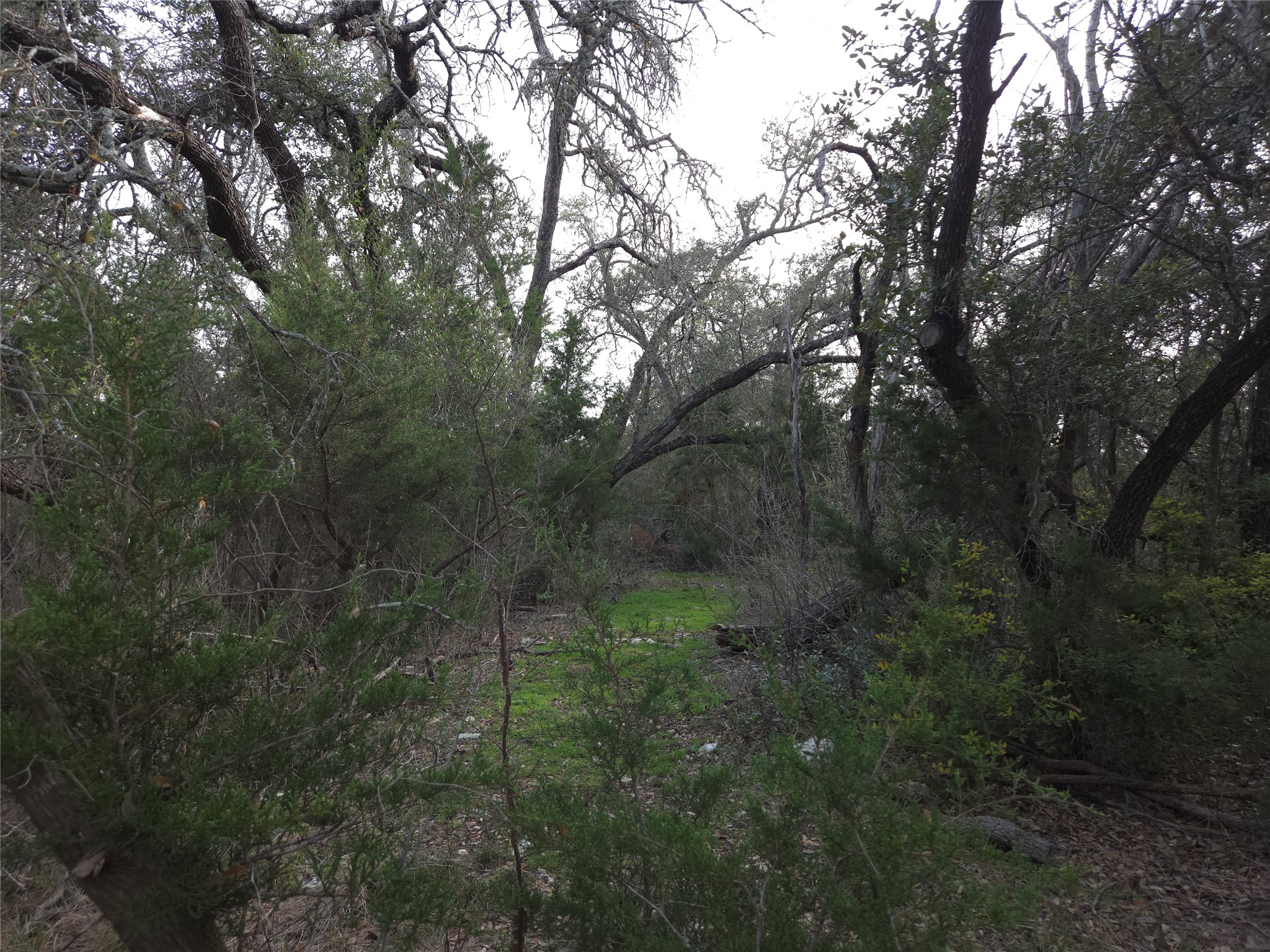 Tbd Oakland Road Georgetown, TX 78633 - Photo 12 of 14 a view of a lush green forest