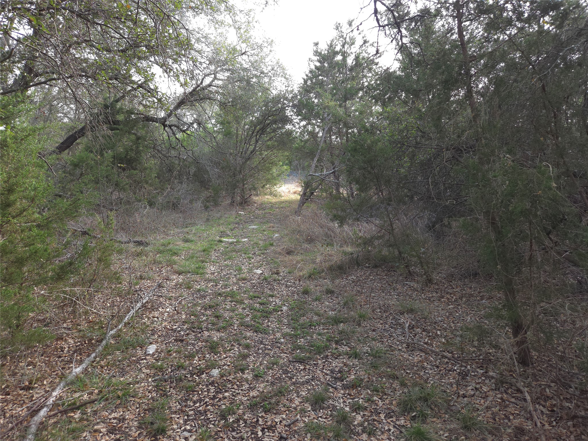 Tbd Oakland Road Georgetown, TX 78633 - Photo 13 of 14 a view of a forest with trees in the background