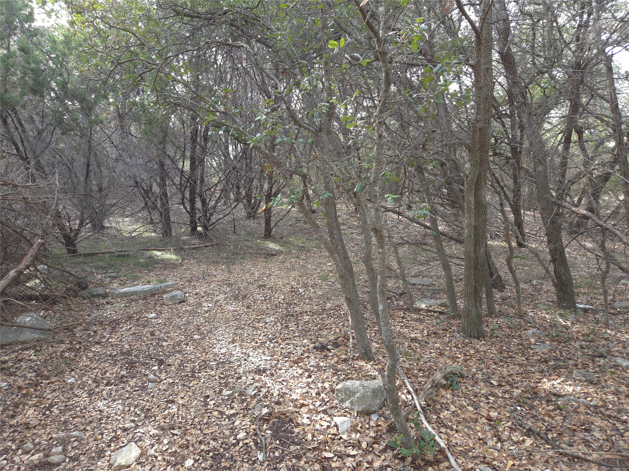 Tbd Oakland Road Georgetown, TX 78633 - Photo 6 of 14 a view of a forest with trees in the background