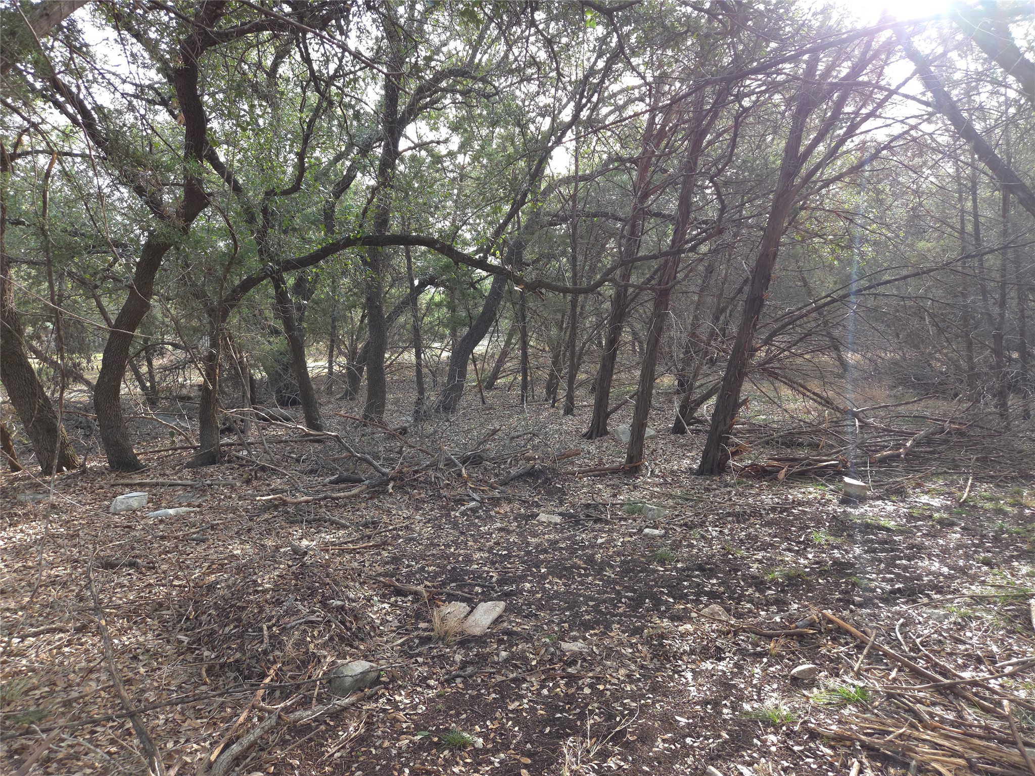 Tbd Oakland Road Georgetown, TX 78633 - Photo 8 of 14 a view of a yard with large trees