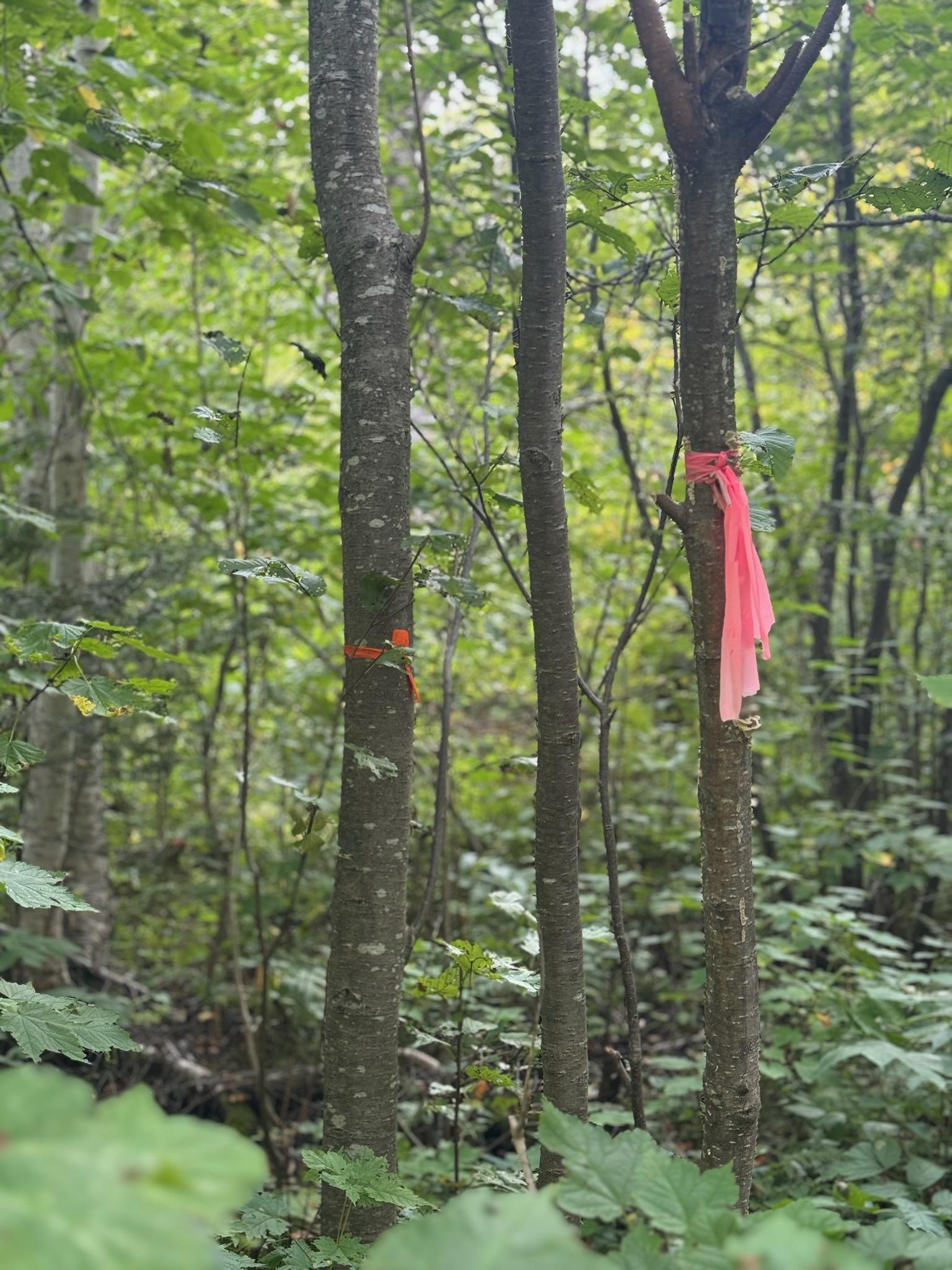 Tbd South Lost Lake Road Grand Marais, MN 55604 - Photo 2 of 6