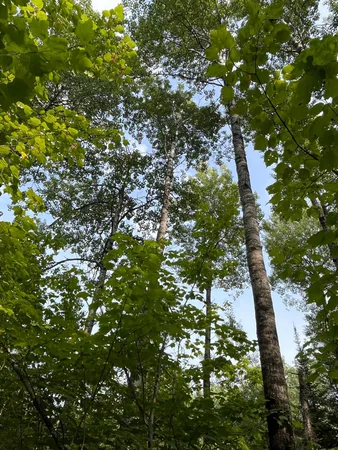 $62,000 | Tbd South Lost Lake Road, Grand Marais, MN 55604