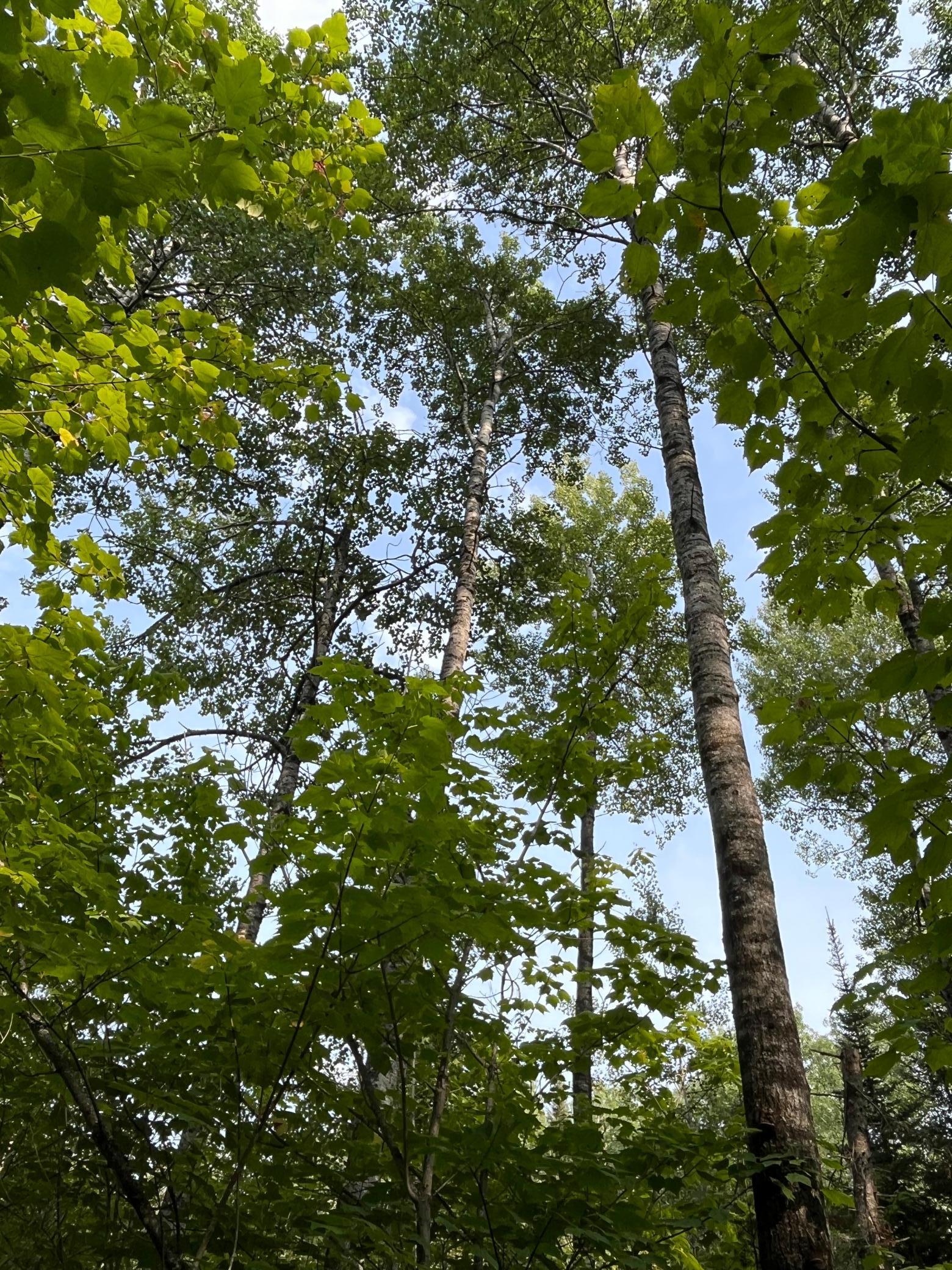 Tbd South Lost Lake Road Grand Marais, MN 55604 - Photo 5 of 6